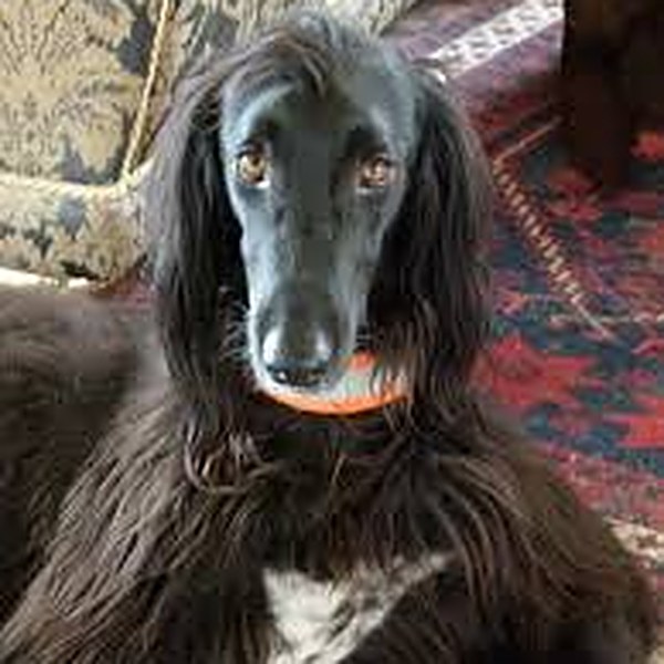 Taigan, a Kyrgyz sighthound